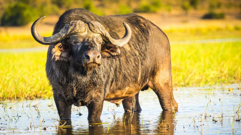 Chobe Safari, buffalo