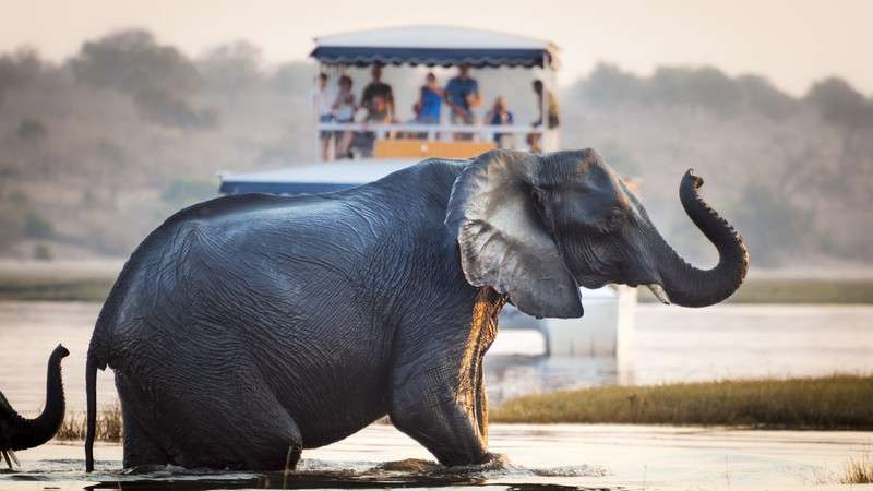 Chobe river cruise and elephants