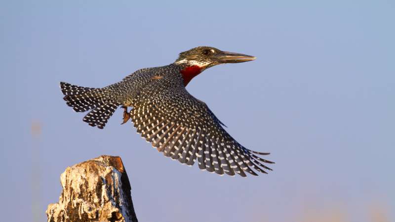 Giant Kingfisher in Chobe