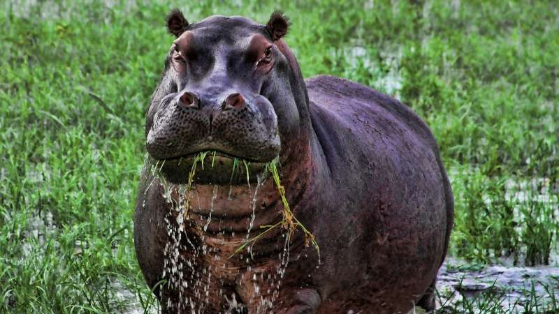 Hippo in Chobe River