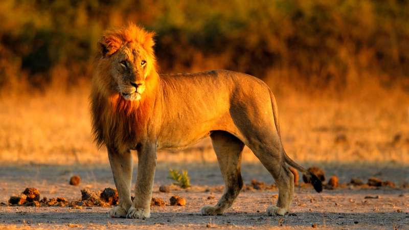 Lion in Chobe National Park