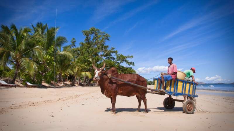 Zebu cart on madagascar beach