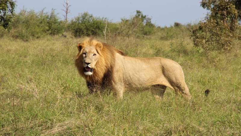 Hlane lion