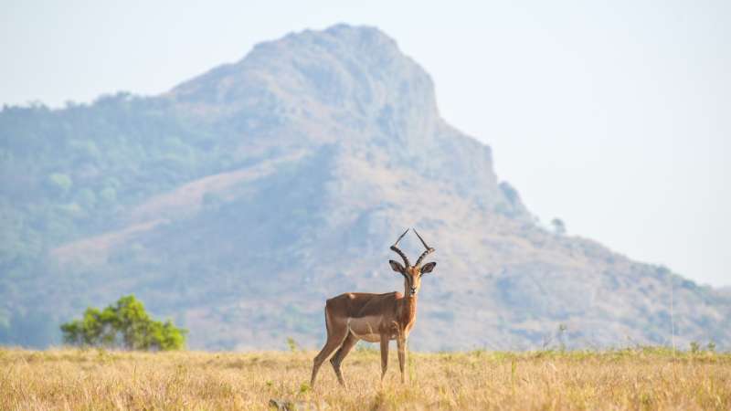 Impala mlilwane wildlife sanctuary eswatini