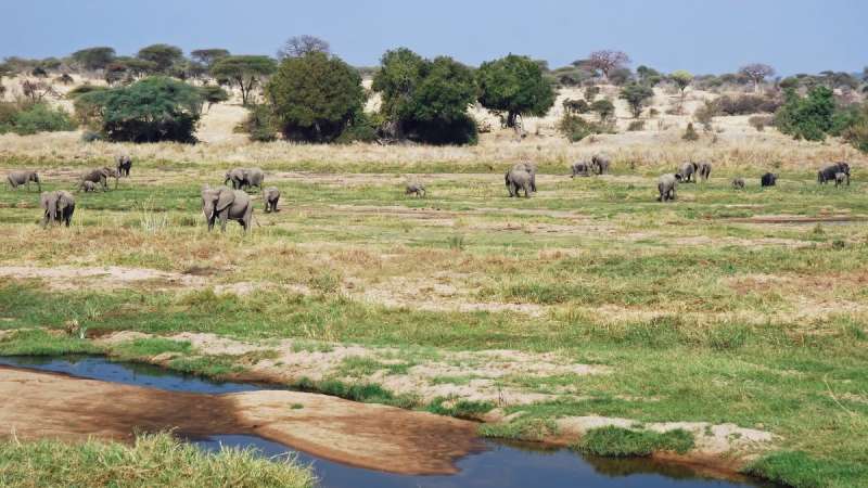 Ruaha safari Elephants