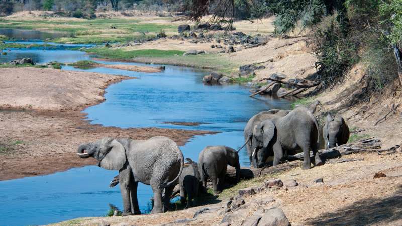 Ruaha elephants