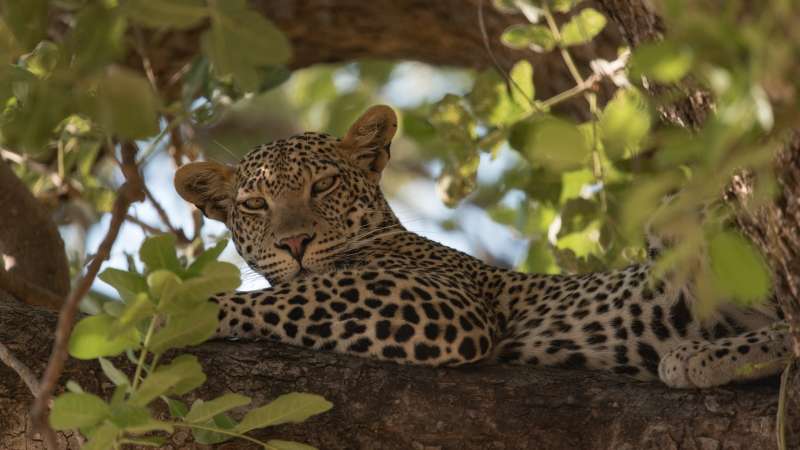 Ruaha safari leopard