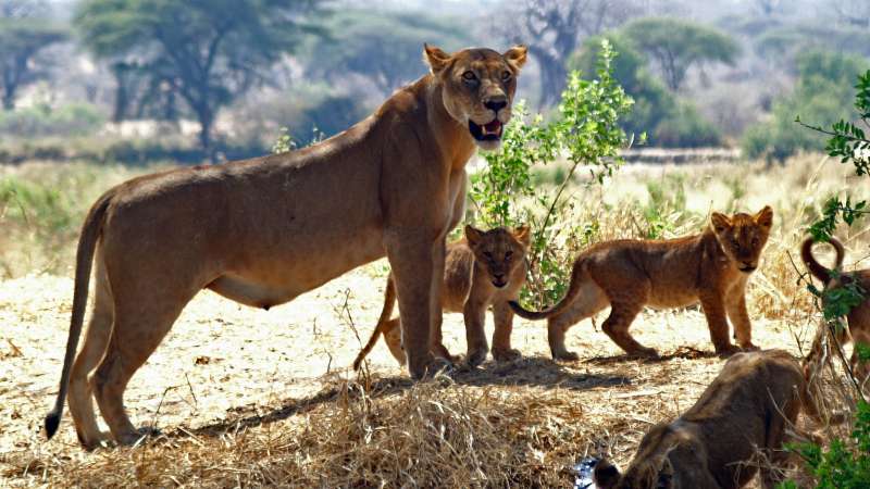 Ruaha lions