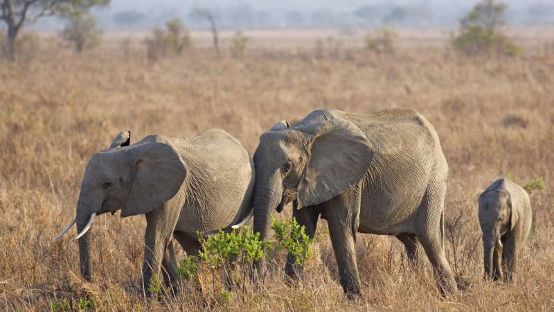 East African safari adveture elephants Mikumi