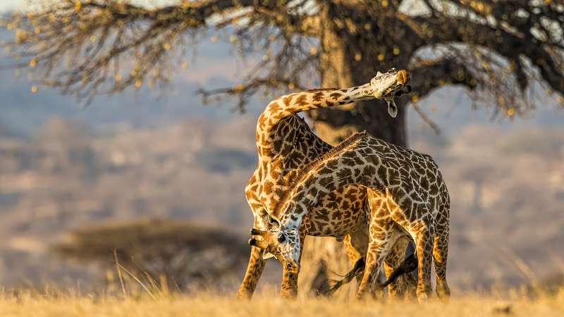 Ruaha remote African wilderness Tanzania