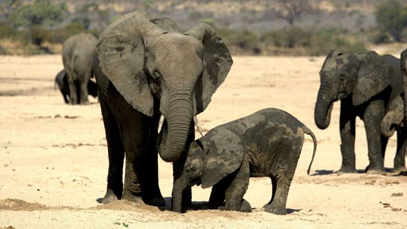 Elephants Ruaha National Park
