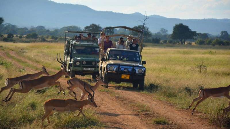 Mikumi game drives