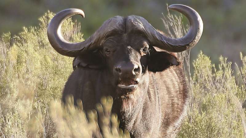 Aquila buffalo