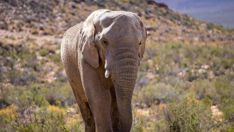 Aquila elephant