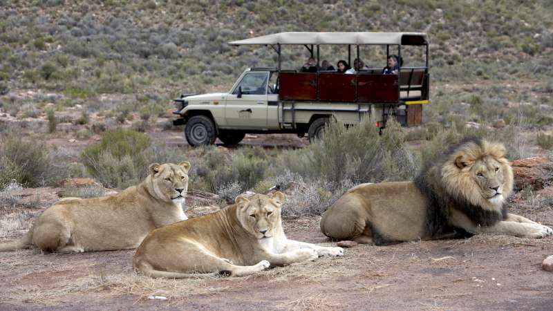 Aquila game drive and lions
