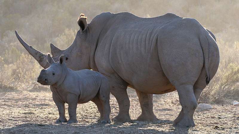 Rhino and calf aquila game reserve