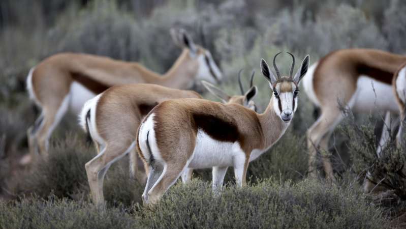 Springbok at aquila