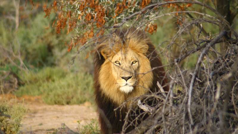 Lion Big 5 safari Cape Town