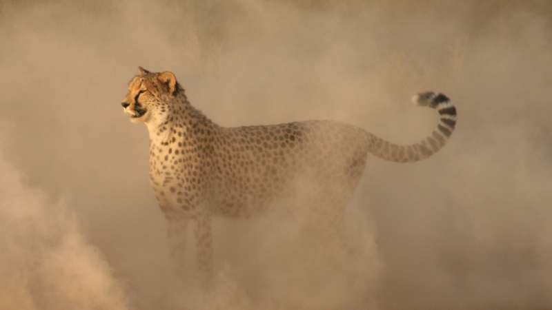 Cheetah conservation Inverdoorn Cape Town