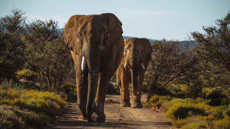 Big 5 safari near Cape Town elephants