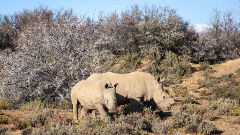 Inverdoorn rhinos Big 5 near Cape Town