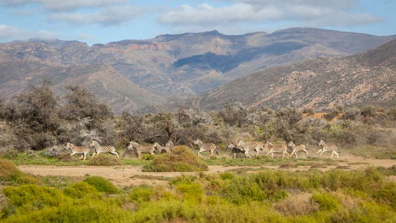 Inverdoorn safari zebras