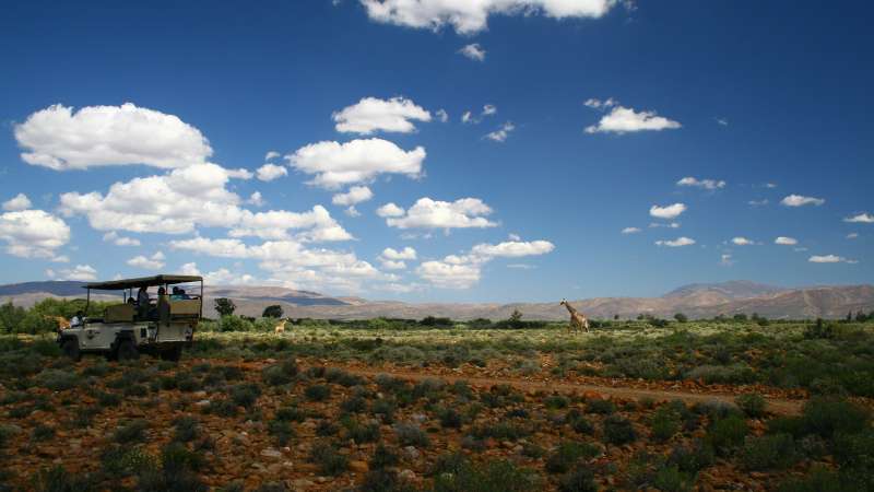 Big 5 safari near Cape Town