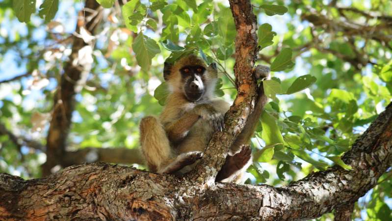 Baboon in camp Khwai River Area Botswana
