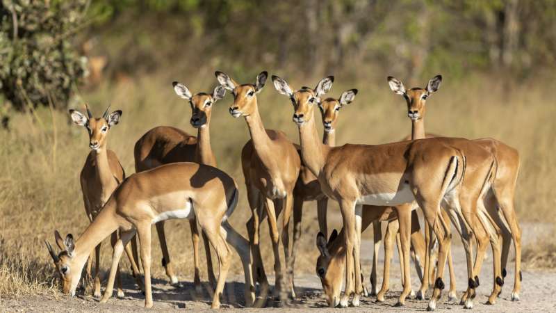 Impalas Khwai Safari