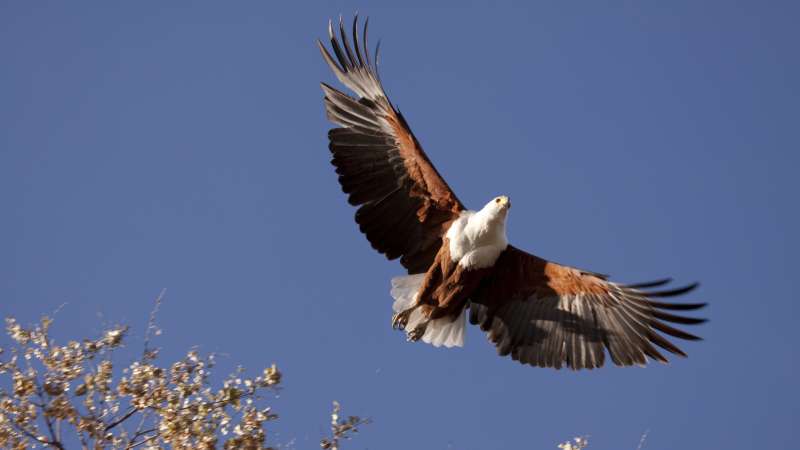 African fish eagle khwai