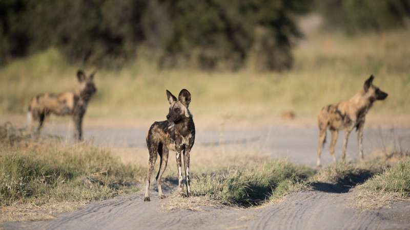 African wild dogs khwai