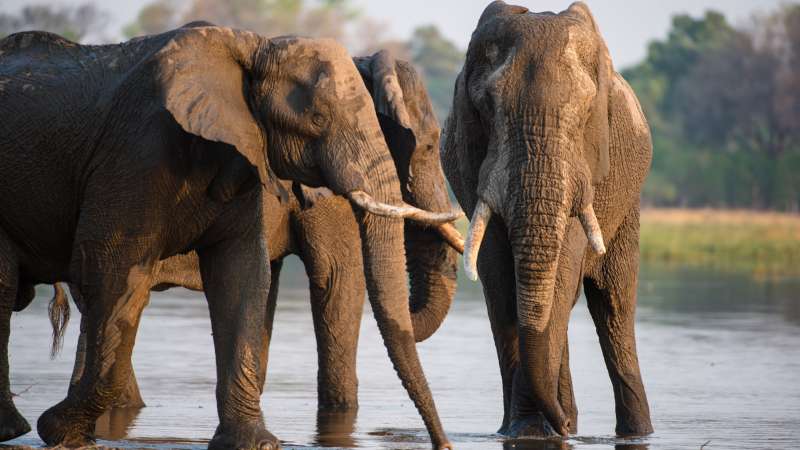 Botswana elephant Big 5 Khwai