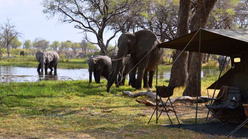 Wild experience Elephants in camp Khwai area