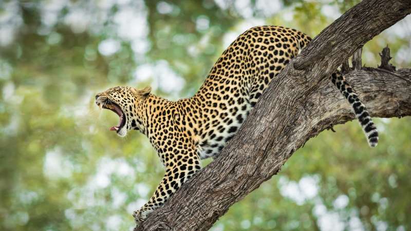Khwai River Area Big 5 leopard