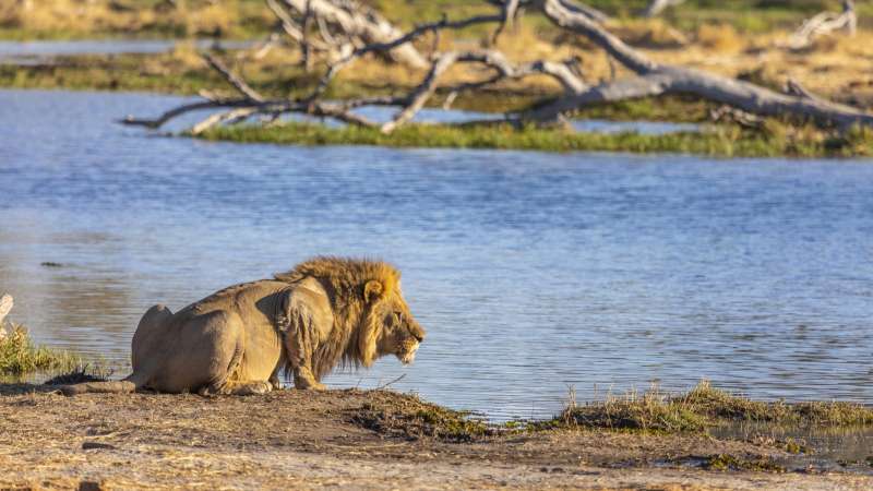 Khwai Area Big 5 safari