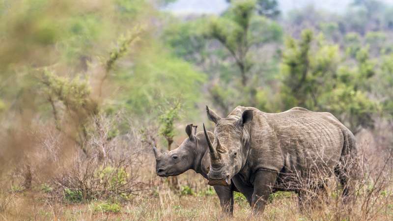 Kruger National Park combines well with Cape Town