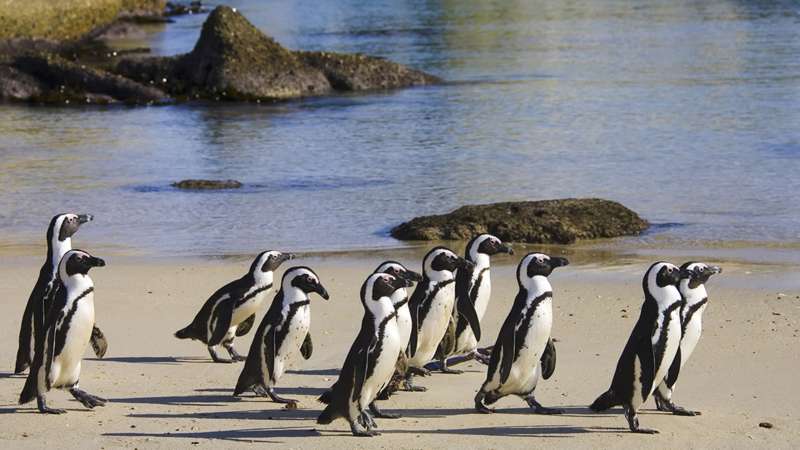 Boulders Beach - Cape Town Vacation