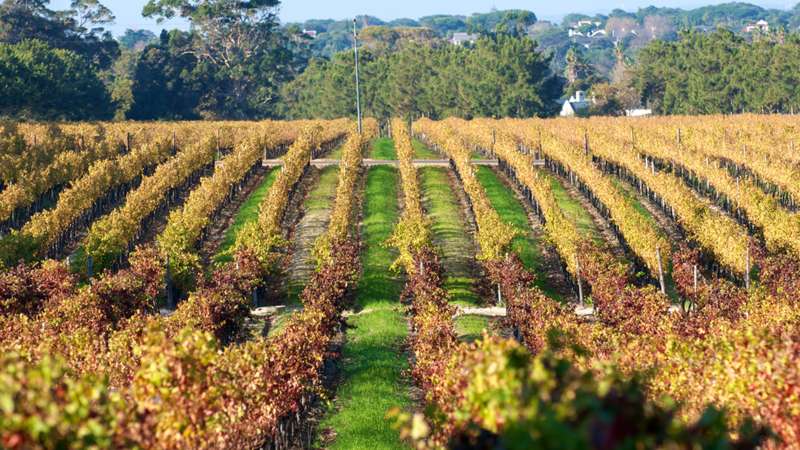 Cape Town Guide - Constantia Winelands