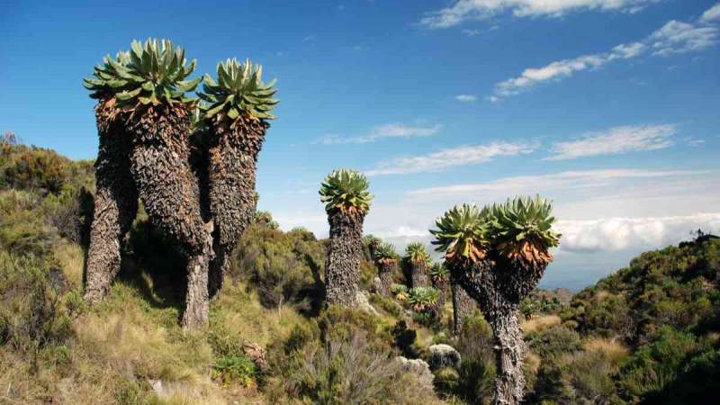 Kilimanjaro vegetation