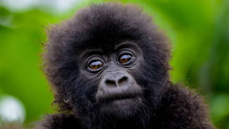 Rwanda gorilla trekking safari