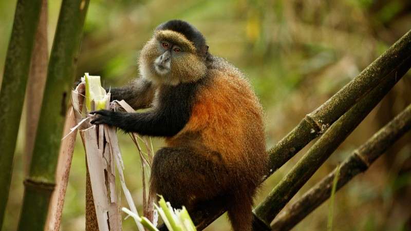 Golden monkey Rwanda