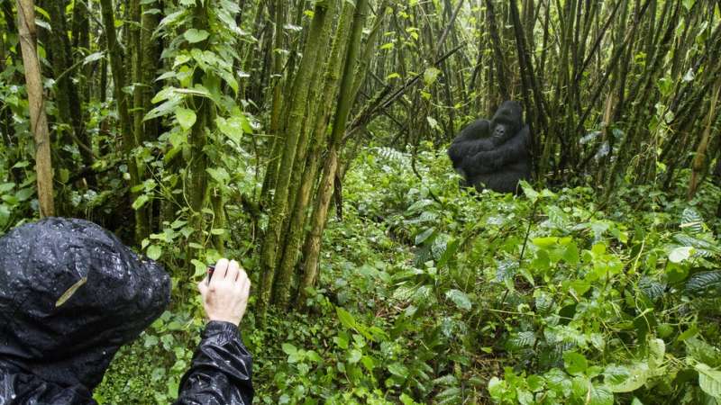 Rwanda gorilla trekking