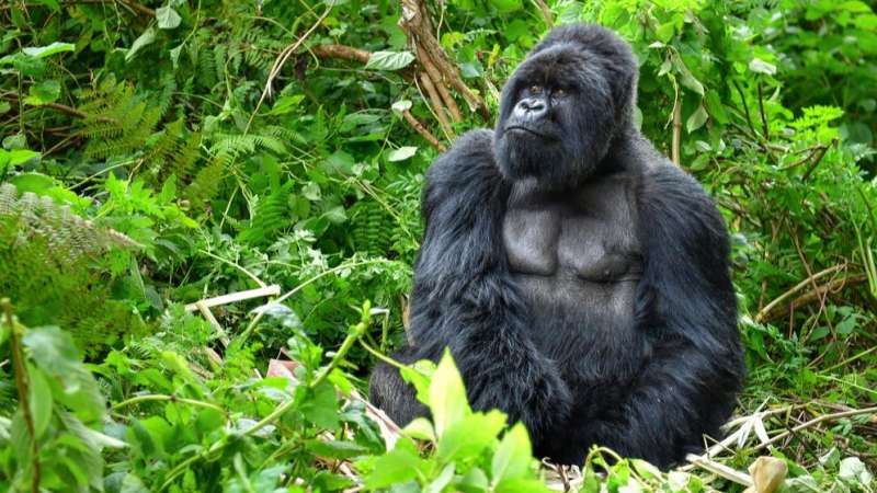 Gorilla trekking Rwanda
