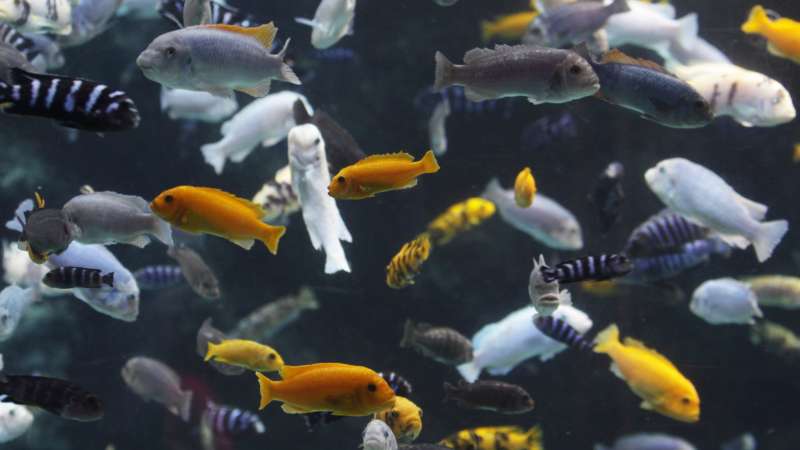 Lake malawi cichild fish