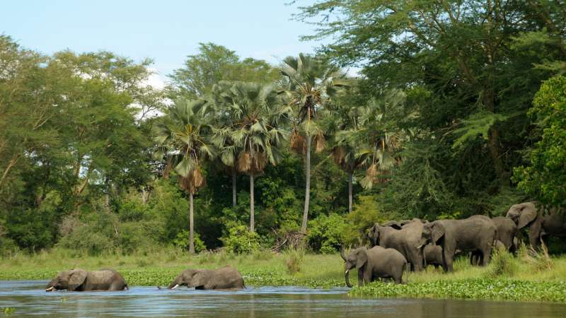 Liwonde national park elephants