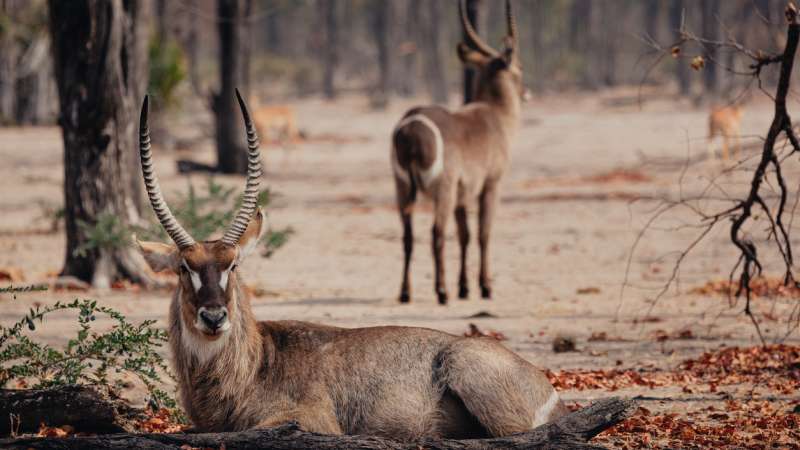 Waterbuck liwonde national park