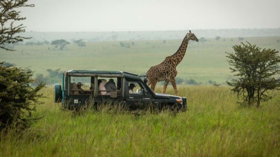 Masai Mara Conservancy Safari Guide: Kenya Conservancies