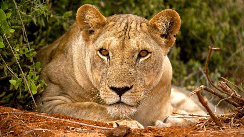 Lioness masai mara