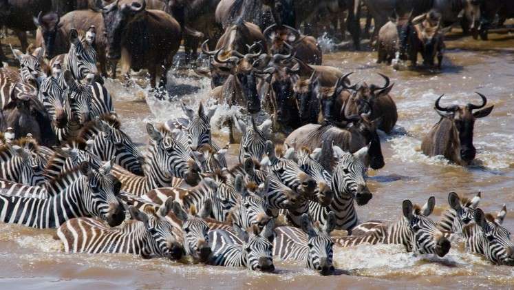Migration river crossing mara