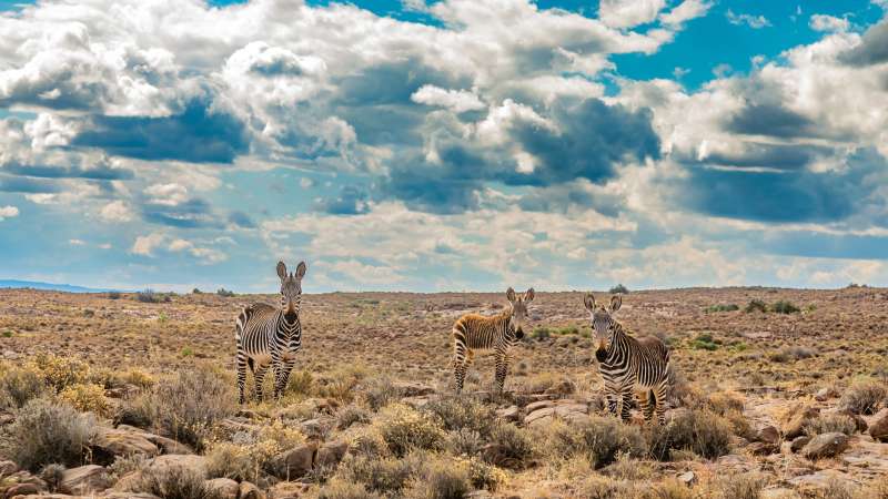 Mountain zebra karoo south africa